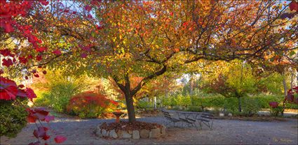 Colours of Autumn - Beechworth - VIC T (PBH4 00 13474)